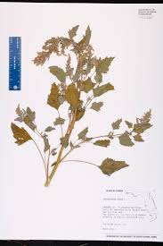 Image result for Chenopodium album