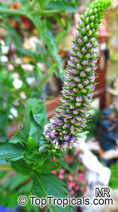 Attēlu rezultāti vaicājumam “Veronica longifolia fruit”