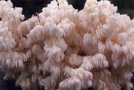 Attēlu rezultāti vaicājumam “Hericium coralloides”