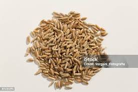 Image result for Secale cereale