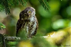 Attēlu rezultāti vaicājumam “Glaucidium passerinum adult”