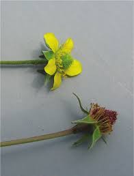 Attēlu rezultāti vaicājumam “Geum urbanum flower”