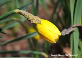 Attēlu rezultāti vaicājumam “Narcissus bud”
