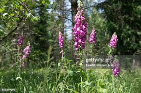 Image result for Fingerhut rot