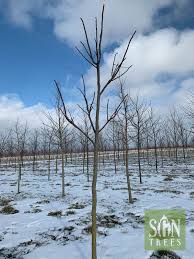 Attēlu rezultāti vaicājumam “Gymnocladus dioicus bud”