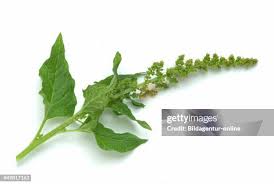 Attēlu rezultāti vaicājumam “Chenopodium bonus-henricus leaf”