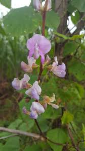 Attēlu rezultāti vaicājumam “Leguminosae”