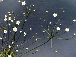 Attēlu rezultāti vaicājumam “Androsace septentrionalis”