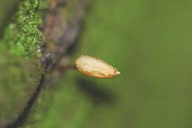 Attēlu rezultāti vaicājumam “Buxbaumia aphylla sporophyte”