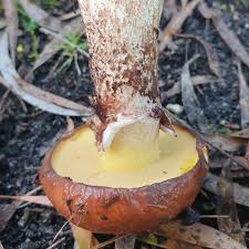 Attēlu rezultāti vaicājumam “Suillus luteus”