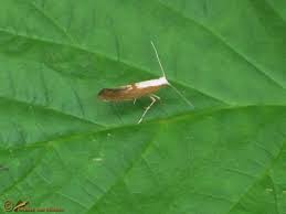 Attēlu rezultāti vaicājumam “Argyresthia semifusca”