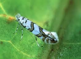 Attēlu rezultāti vaicājumam “Phyllonorycter apparella”