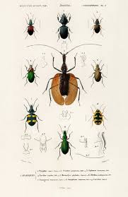 Attēlu rezultāti vaicājumam “Poecilus lepidus”