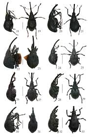 Attēlu rezultāti vaicājumam “Apionidae”