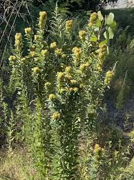 Attēlu rezultāti vaicājumam “Lophozia capitata”