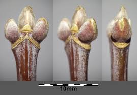 Attēlu rezultāti vaicājumam “Acer negundo bud”