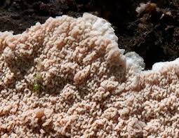 Attēlu rezultāti vaicājumam “Phlebia rufa”