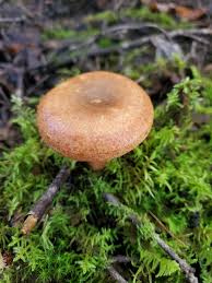 Attēlu rezultāti vaicājumam “Lactarius deterrimus”