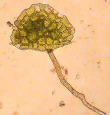 Attēlu rezultāti vaicājumam “Didymodon tophaceus sporophyte”