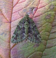 Attēlu rezultāti vaicājumam “Chloroclysta siterata”