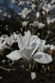 Attēlu rezultāti vaicājumam “Magnolia cylindrica flower”
