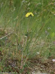 Image result for Anthyllis vulneraria