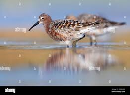 Attēlu rezultāti vaicājumam “Calidris ferruginea adult”