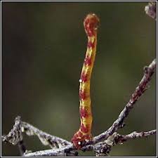 Attēlu rezultāti vaicājumam “Eupithecia centaureata”