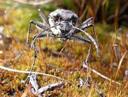 Attēlu rezultāti vaicājumam “Cicindela sylvatica imago”