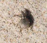 Attēlu rezultāti vaicājumam “Philopedon plagiatum”