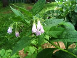 Attēlu rezultāti vaicājumam “Symphytum officinale leaf”