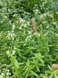 Attēlu rezultāti vaicājumam “Galium album flower”