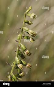 Attēlu rezultāti vaicājumam “Epipactis helleborine fruit”