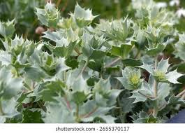 Attēlu rezultāti vaicājumam “Eryngium maritimum leaf”