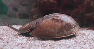 Image result for Limulus polyphemus