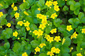 Attēlu rezultāti vaicājumam “Waldsteinia geoides flower”