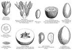 <b>Sapotaceae</b> Juss.