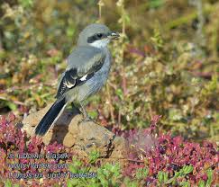 Attēlu rezultāti vaicājumam “Lanius excubitor adult”