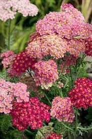 Image result for Lychnis chalcedonica `Dusky Salmon`