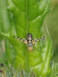 Attēlu rezultāti vaicājumam “Urophora jaceana”