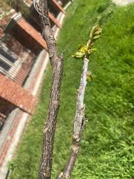 Attēlu rezultāti vaicājumam “Gymnocladus dioicus bud”