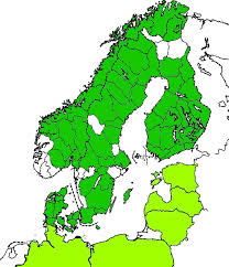 Attēlu rezultāti vaicājumam “Asaphidion pallipes”