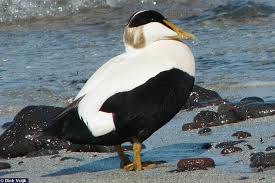 Attēlu rezultāti vaicājumam “Somateria mollissima male”