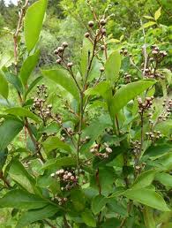 Attēlu rezultāti vaicājumam “Lignydium muscorum young”
