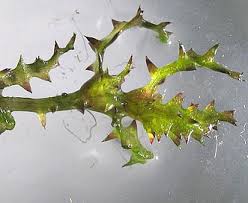 Attēlu rezultāti vaicājumam “Najas tenuissima leaf”