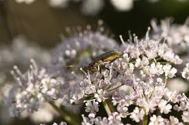 Attēlu rezultāti vaicājumam “Chrysanthia viridissima”