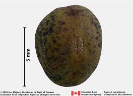 Attēlu rezultāti vaicājumam “Pisum sativum fruit”