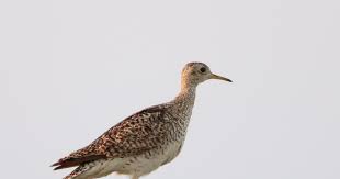 Image result for Bartramia longicauda