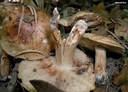 Attēlu rezultāti vaicājumam “Tricholoma sp.”