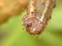 Attēlu rezultāti vaicājumam “Lampropteryx suffumata”